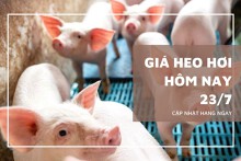Giá heo hơi hôm nay 23/7 giảm tại nhiều địa phương, miền Bắc mất mốc 67.000 đồng/kg