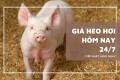 Giá heo hơi hôm nay 24/7 giảm tại nhiều địa phương, mức cao nhất 66.000 đồng/kg