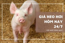 Giá heo hơi hôm nay 24/7 giảm tại nhiều địa phương, mức cao nhất 66.000 đồng/kg