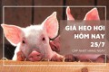 Giá heo hơi hôm nay 25/7 tiếp tục giảm tại miền Bắc và miền Trung, cả nước mất mốc 66.000 đồng/kg