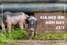 Giá heo hơi hôm nay 27/7 tiếp tục giảm 1.000 đồng/kg tại nhiều địa phương trên cả nước