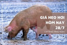 Giá heo hơi hôm nay 28/7 giảm tại nhiều địa phương, Đắk Lắk và Đồng Tháp áp sát mốc 60.000 đồng/kg
