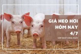 Giá heo hơi hôm nay 4/7 tăng giảm trái chiều, miền Nam tăng trở lại
