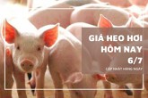 Giá heo hơi hôm nay 6/7 Lâm Đồng tăng nhẹ 1.000 đồng/kg