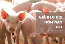 Giá heo hơi hôm nay 6/7 Lâm Đồng tăng nhẹ 1.000 đồng/kg