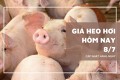 Giá heo hơi hôm nay 8/7 tạm chững lại, miền Bắc giữ đỉnh 66.000 đồng/kg