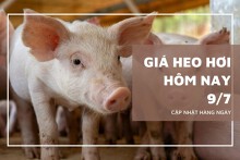 Giá heo hơi hôm nay 9/7 tăng nhẹ tại miền Nam, thị trường cao nhất 66.000 đồng/kg