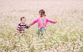 Khám phá 5 vùng đất ngắm hoa tam giác mạch đẹp mê hồn ở Việt Nam