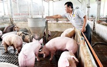 Giá heo hơi tăng phi mã, người chăn nuôi ở vựa heo lớn nhất nước nôn nóng tái đàn nhưng không còn con giống