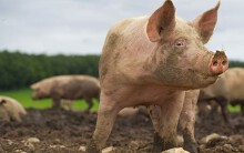 Giá heo hơi hôm nay 26/10: Khu vực Đông Nam Bộ giá heo lại rớt xuống 54.000 đồng/kg