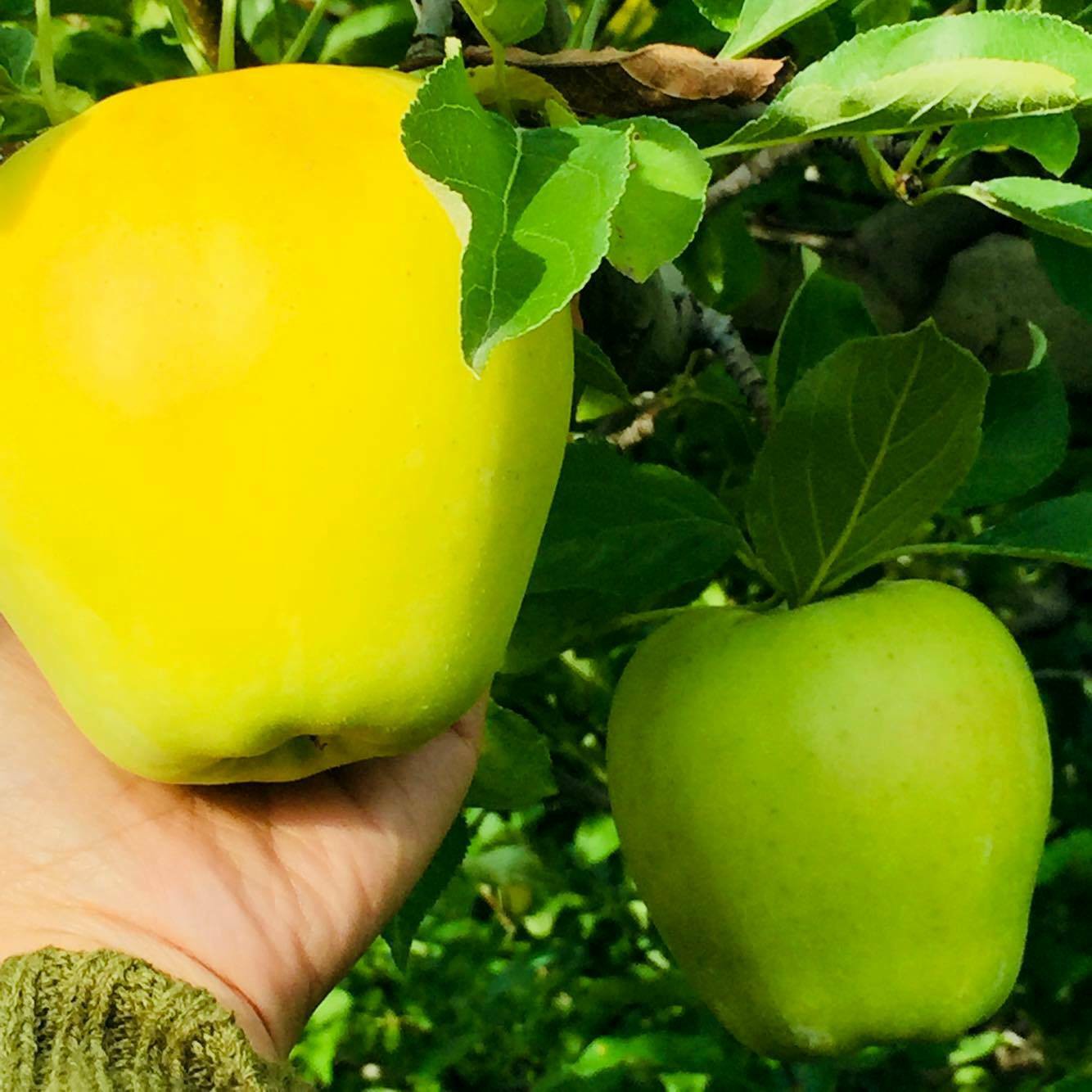 Doanh nhân Việt sang Mỹ học cách trồng táo, cherry - Ảnh 1. Doanh nhân Việt sang Mỹ học cách trồng táo, cherry - Ảnh 1.
