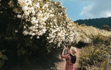Du lịch Thái Lan trải nghiệm mùa hoa cúc núi nở trắng tại Chiang Mai