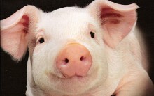 Giá heo hơi hôm nay 16/10: Thị trường phía Nam lên 64.000 đồng/kg, giá miền Bắc chững lại