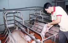 Thịt heo có thể thiếu trước Tết, Bộ trưởng Nông nghiệp yêu cầu tập trung tái đàn