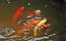 Cảnh cá Koi Nhật Bản bơi lội sau 1 tháng sống trong nước sông Tô Lịch
