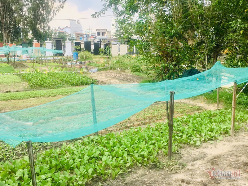 Chuyện lạ ở khu đất vàng triệu đô Sài Gòn, dân khốn khổ vì mùi tử thi - Ảnh 3. Chuyện lạ ở khu đất vàng triệu đô Sài Gòn, dân khốn khổ vì mùi tử thi - Ảnh 3.