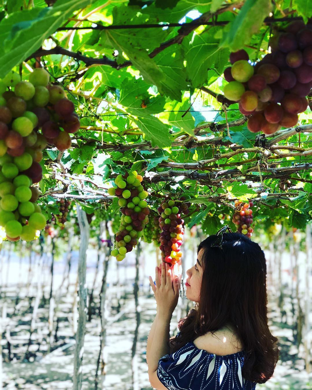 So sánh tour du lịch TP HCM – Ninh Thuận 3 ngày 2 đêm - Ảnh 4. So sánh tour du lịch TP HCM – Ninh Thuận 3 ngày 2 đêm - Ảnh 4.
