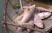 Ô nhiễm môi trường do tràn bể thải sinh học