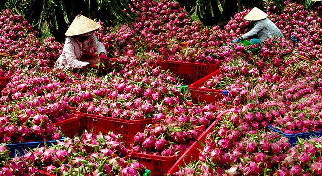 05fthanh-long-1503840909249-1503886813539 05fthanh-long-1503840909249-1503886813539