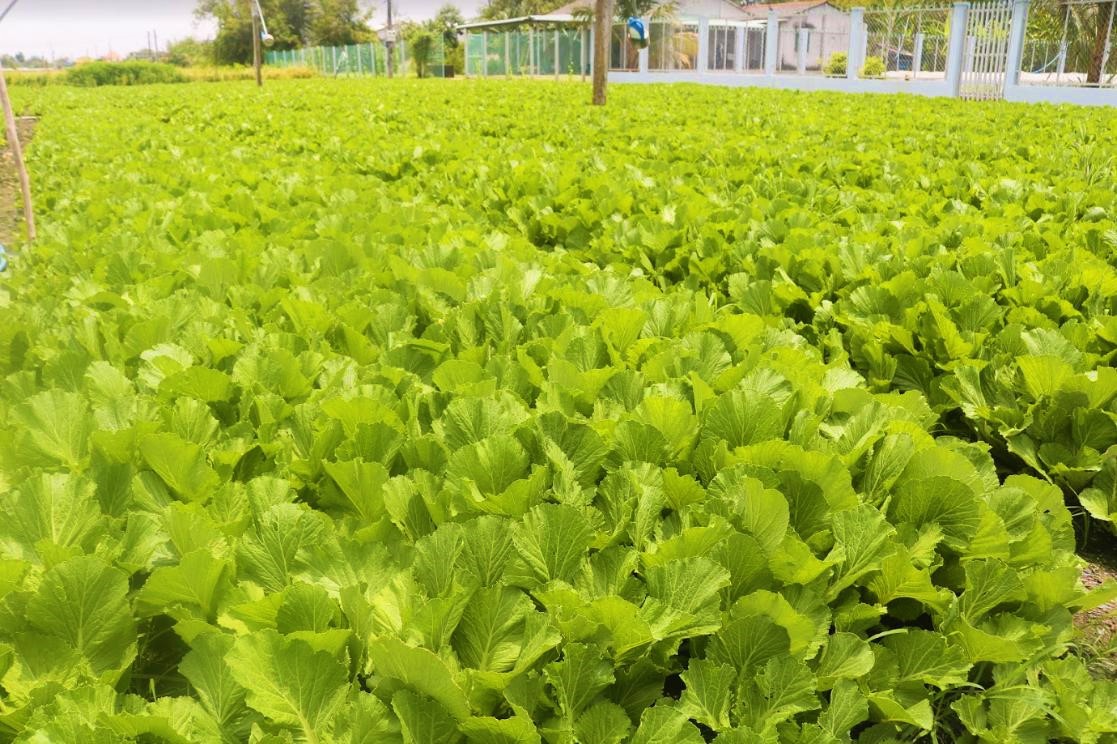 'Đột nhập' vùng trồng rau miền Tây tươi mướt như ở Đà Lạt cung cấp cho Bách Hóa Xanh - Ảnh 1. 'Đột nhập' vùng trồng rau miền Tây tươi mướt như ở Đà Lạt cung cấp cho Bách Hóa Xanh - Ảnh 1.