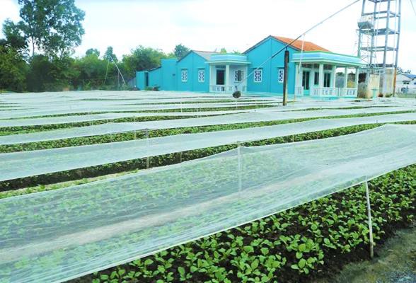 'Đột nhập' vùng trồng rau miền Tây tươi mướt như ở Đà Lạt cung cấp cho Bách Hóa Xanh - Ảnh 4. 'Đột nhập' vùng trồng rau miền Tây tươi mướt như ở Đà Lạt cung cấp cho Bách Hóa Xanh - Ảnh 4.