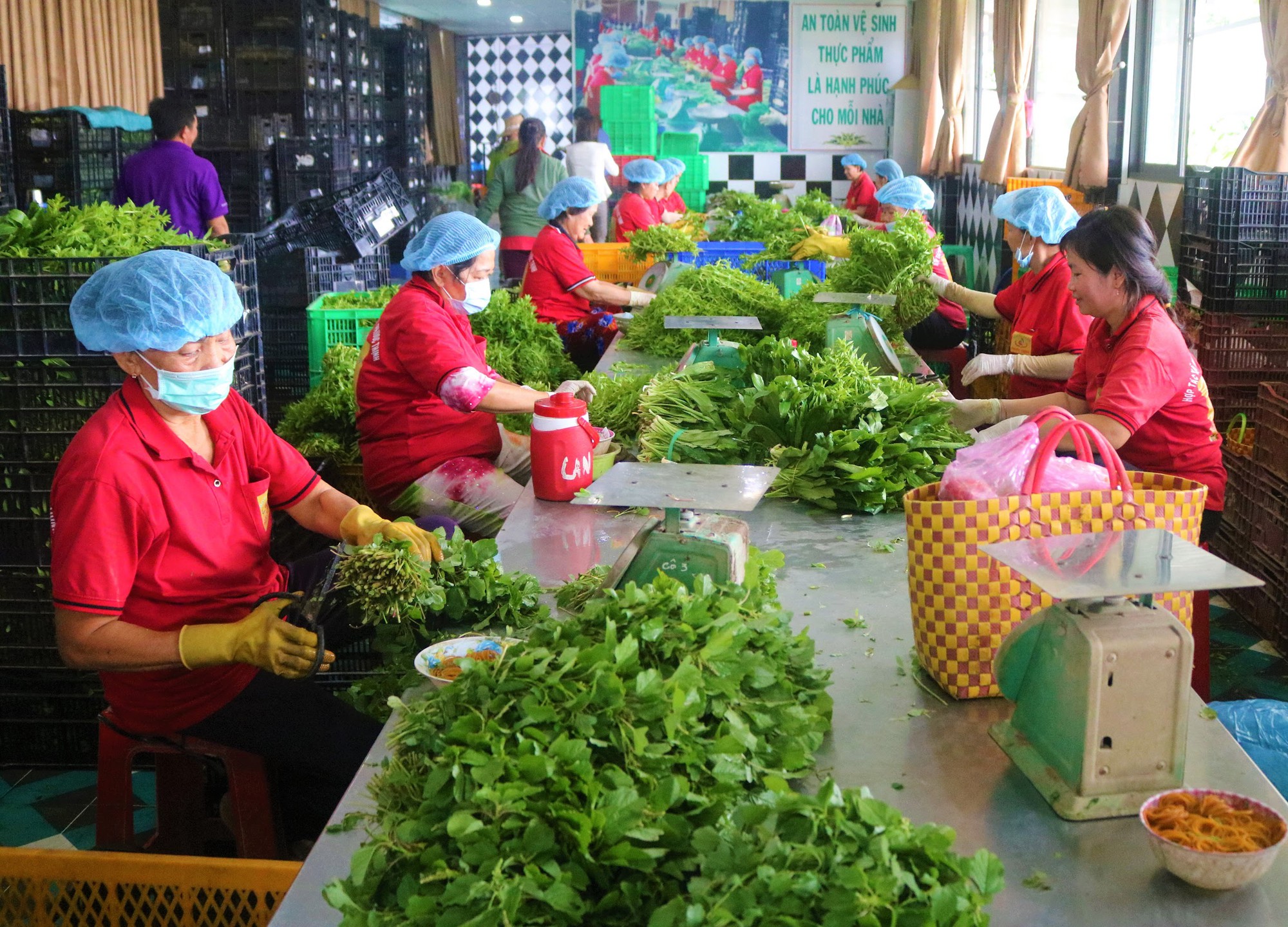 'Đột nhập' vùng trồng rau miền Tây tươi mướt như ở Đà Lạt cung cấp cho Bách Hóa Xanh - Ảnh 5. 'Đột nhập' vùng trồng rau miền Tây tươi mướt như ở Đà Lạt cung cấp cho Bách Hóa Xanh - Ảnh 5.