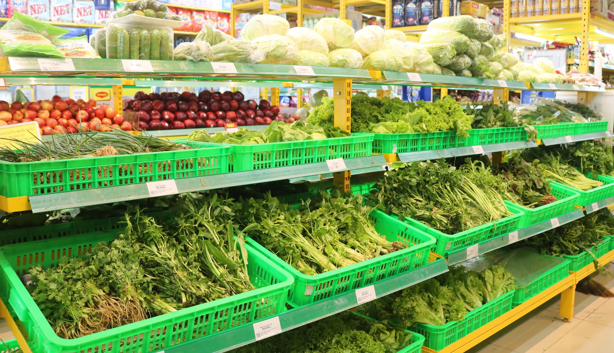 'Đột nhập' vùng trồng rau miền Tây tươi mướt như ở Đà Lạt cung cấp cho Bách Hóa Xanh - Ảnh 8. 'Đột nhập' vùng trồng rau miền Tây tươi mướt như ở Đà Lạt cung cấp cho Bách Hóa Xanh - Ảnh 8.