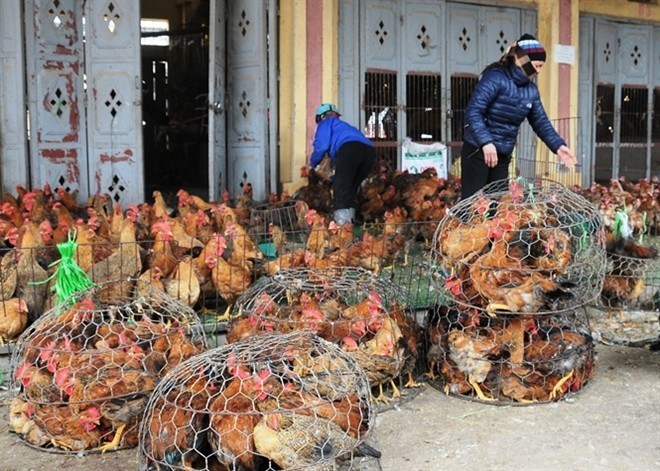 150.000 tấn thịt gà ngoại giá 21.000 đồng/kg, cứ nhập thoải mái không lo gì - Ảnh 2. 150.000 tấn thịt gà ngoại giá 21.000 đồng/kg, cứ nhập thoải mái không lo gì - Ảnh 2.