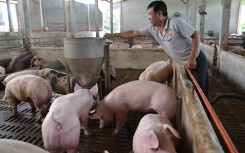 Giá heo hơi đang ở mức cao nhất 3 năm qua khi chỉ còn 3 tháng là đến Tết