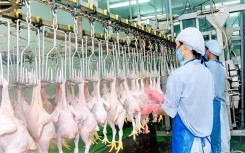 Thịt gà nhập khẩu 19.000 đồng/kg,  giá gà trong nước vẫn giảm sâu đến Tết, Bộ Công Thương khuyến cáo nông dân