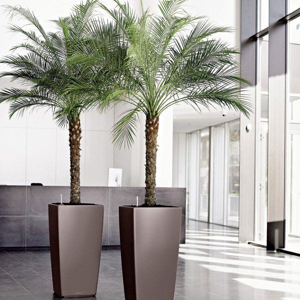 Pygmy-date-palm