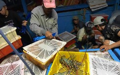Sợ trắng tay, ngư dân Khánh Hòa bán tháo tôm hùm, cá chim trước khi bão số 5 đổ bộ