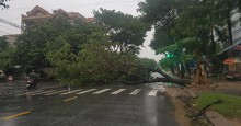 Miền Trung cây xanh ngã đổ la liệt do ảnh hưởng bão