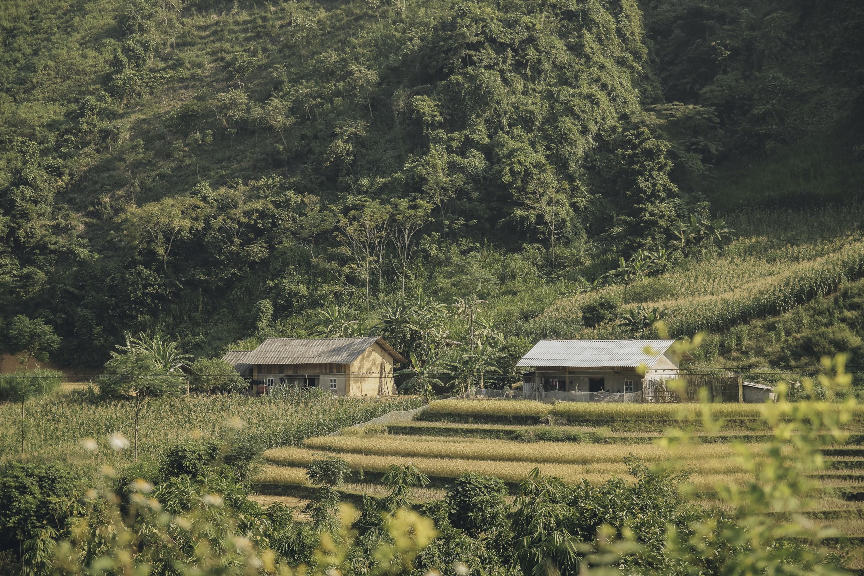 Đi qua thương nhớ mùa vàng Hà Giang - Ảnh 6.