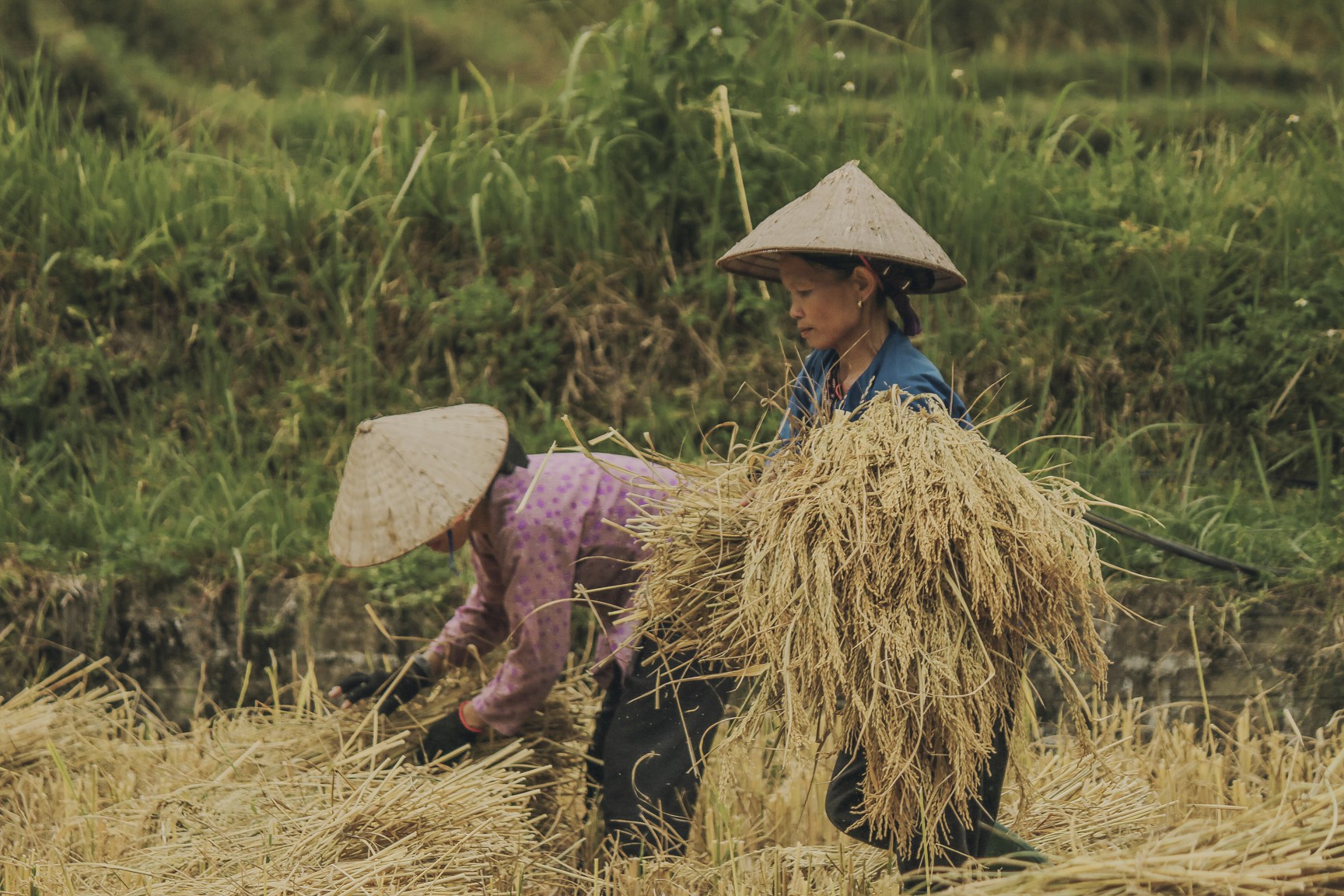 Đi qua thương nhớ mùa vàng Hà Giang - Ảnh 7.