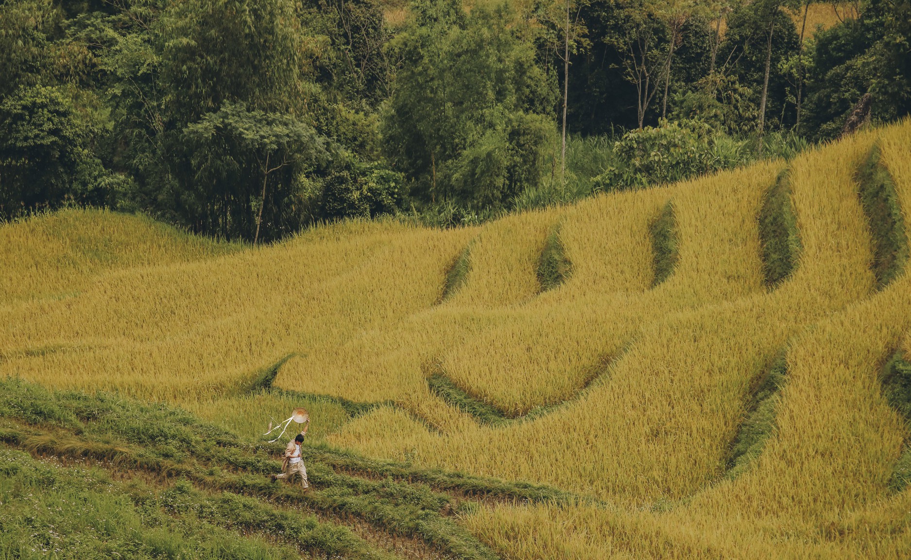 Đi qua thương nhớ mùa vàng Hà Giang - Ảnh 2.