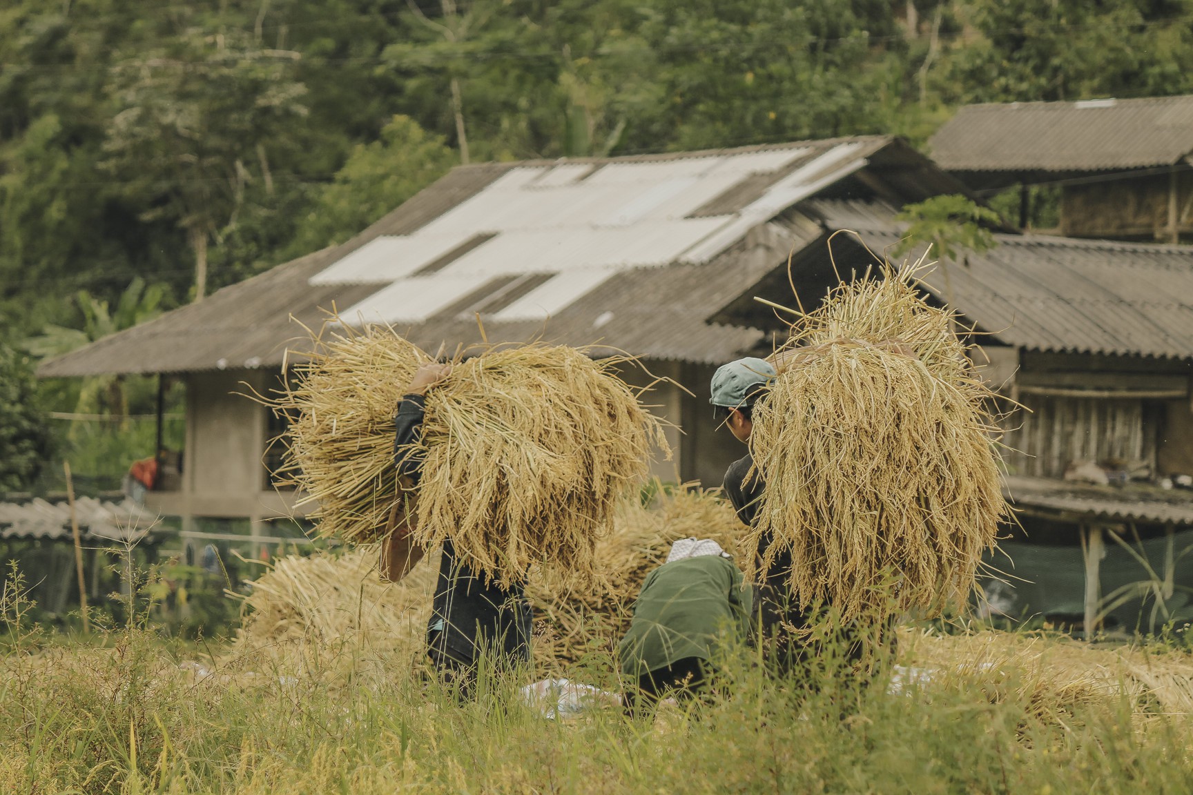 Đi qua thương nhớ mùa vàng Hà Giang - Ảnh 11.