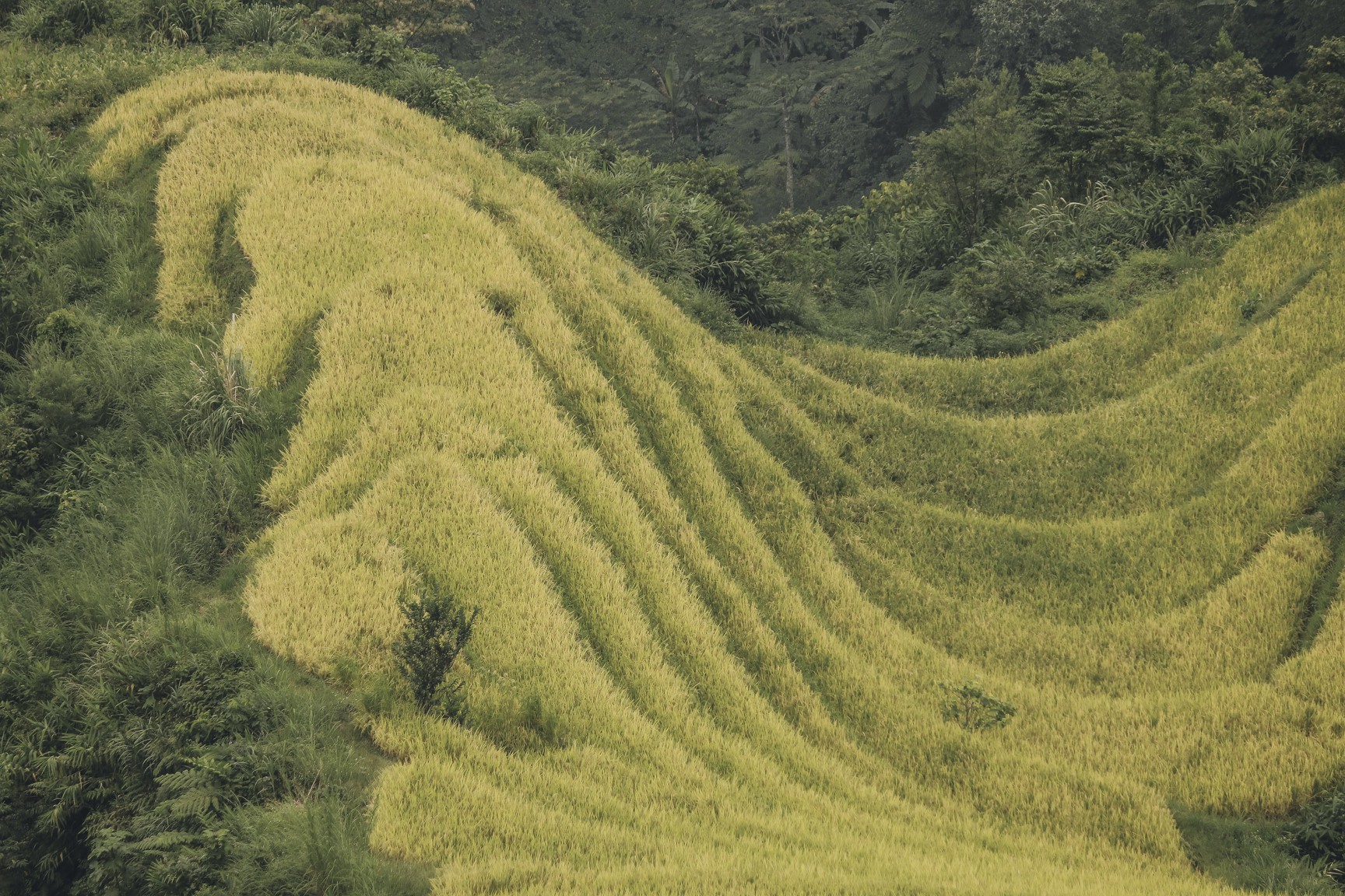 Đi qua thương nhớ mùa vàng Hà Giang - Ảnh 4.