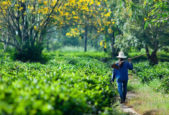 Nhờ cộng đồng mạng, tam giác mạch, dã quì, muồng vàng... từ vô danh thành biểu tượng - Ảnh 11.