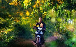 Nhờ cộng đồng mạng, tam giác mạch, dã quì, muồng vàng... từ vô danh thành biểu tượng