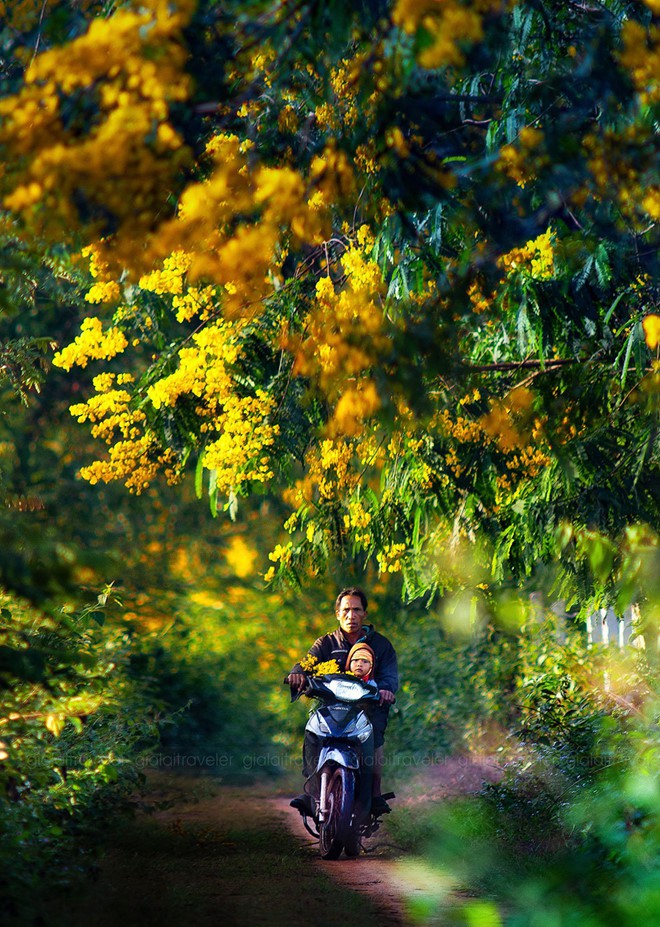 Nhờ cộng đồng mạng, tam giác mạch, dã quì, muồng vàng... từ vô danh thành biểu tượng - Ảnh 12.
