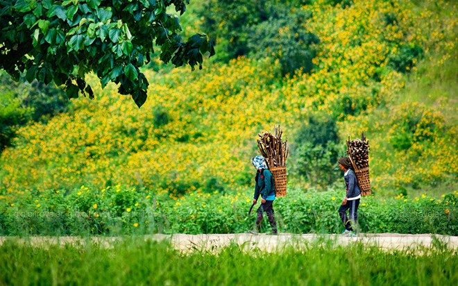 Nhờ cộng đồng mạng, tam giác mạch, dã quì, muồng vàng... từ vô danh thành biểu tượng - Ảnh 4.