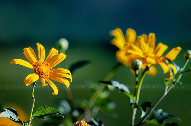 Nhờ cộng đồng mạng, tam giác mạch, dã quì, muồng vàng... từ vô danh thành biểu tượng - Ảnh 6.