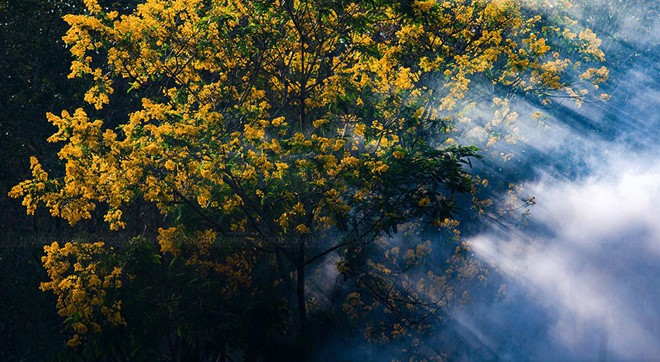 Nhờ cộng đồng mạng, tam giác mạch, dã quì, muồng vàng... từ vô danh thành biểu tượng - Ảnh 7.