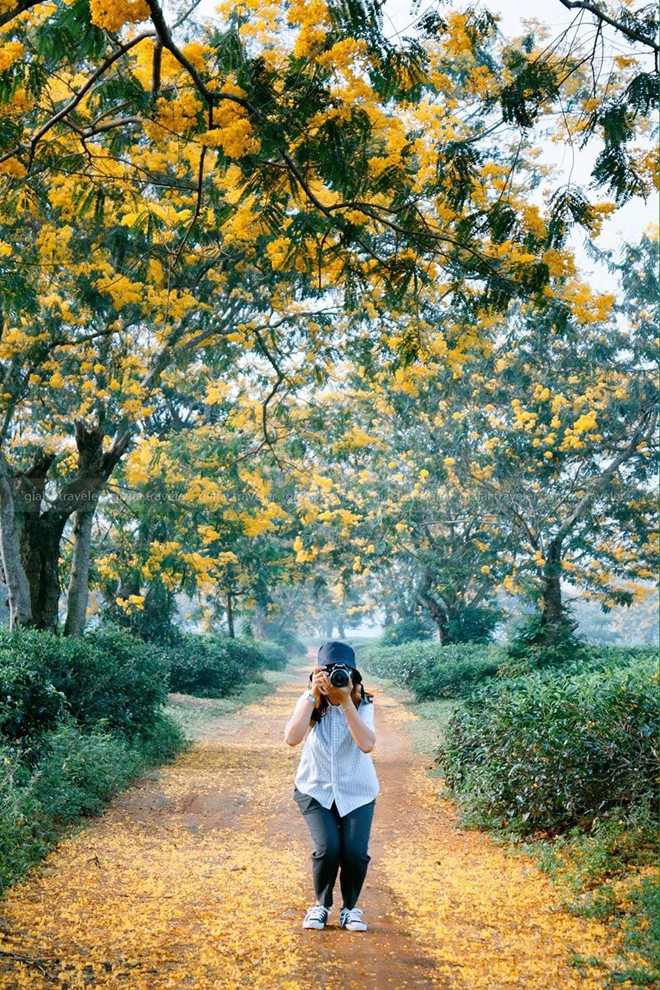 Nhờ cộng đồng mạng, tam giác mạch, dã quì, muồng vàng... từ vô danh thành biểu tượng - Ảnh 10.