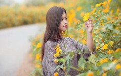 Hoa dã quì Ba Vì khoe sắc: Nằm lòng cẩm nang săn mùa hoa vàng rực