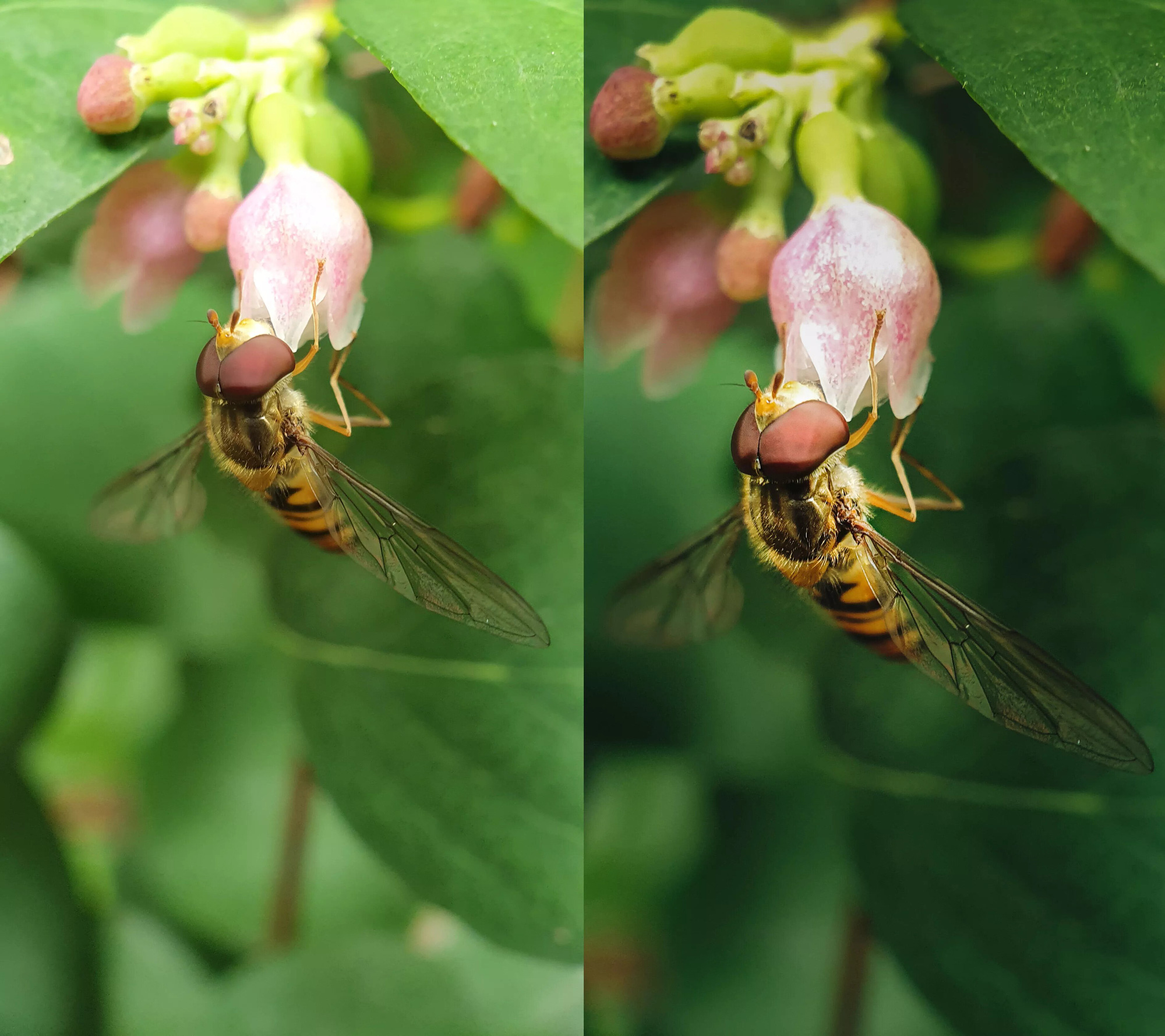 Huong-dan-chup-hinh-macro-dep-bang-camera-dien-thoai (5) Huong-dan-chup-hinh-macro-dep-bang-camera-dien-thoai-12
