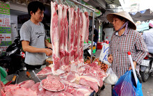 Giá thịt heo 280.000 đồng/kg, hàng trăm hộ nông dân Hà Nội liều nuôi heo chui