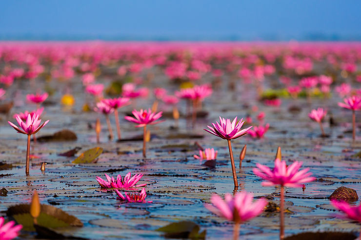 udon-thani-lotus udon-thani-lotus