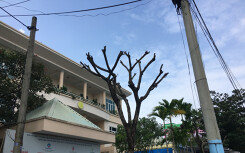 Sở Xây dựng Đà Nẵng nói về việc cắt tỉa nhiều cây xanh cụt ngọn